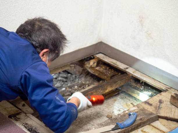 Best Emergency Mold Removal  in Bridgeport, NE