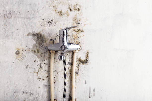Best Mold Testing and Removal  in Bridgeport, NE