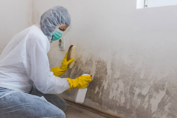 Best Certified Mold Removal  in Bridgeport, NE