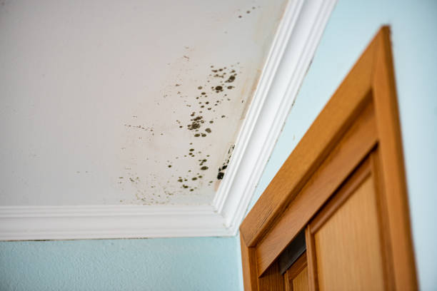 Mold Testing and Removal in Bridgeport, NE