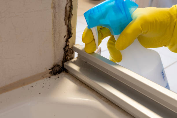 Best Residential Mold Removal  in Bridgeport, NE