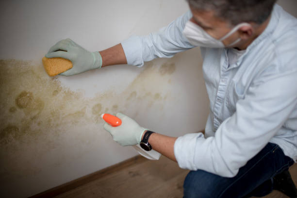 Best Mold Testing  in Bridgeport, NE