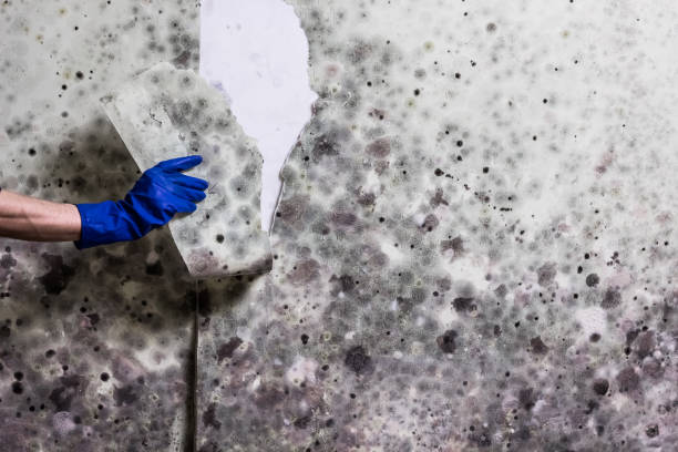 Office Mold Removal Services in Bridgeport, NE
