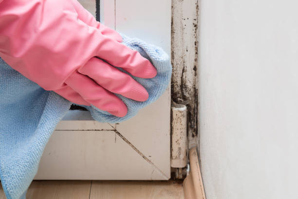 Crawl Space Mold Removal in Bridgeport, NE